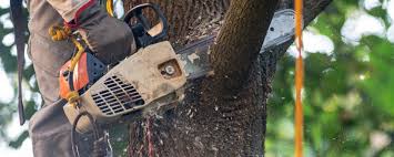 Best Tree Preservation Services  in North Webster, IN