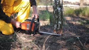 Best Firewood Processing and Delivery  in North Webster, IN