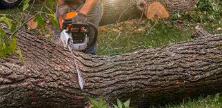 Best Tree Health Inspection  in North Webster, IN