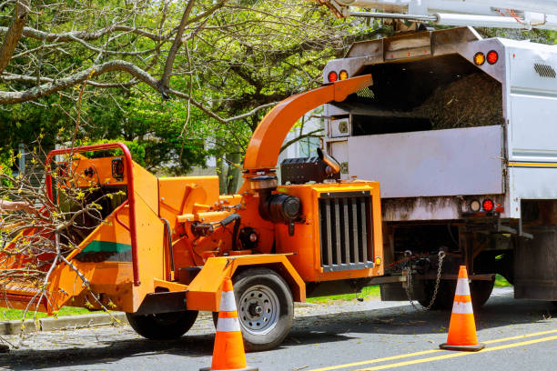 Best Tree Mulching  in North Webster, IN