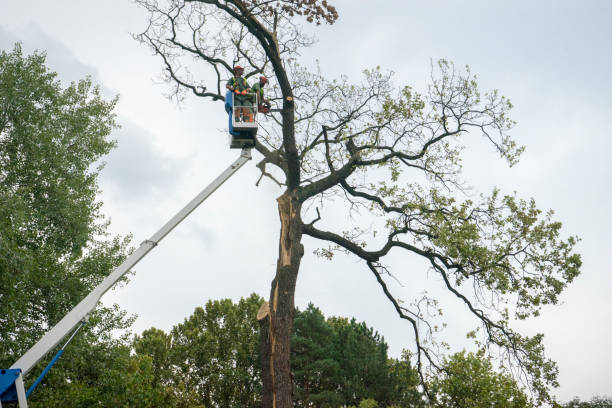 Best Tree Trimming and Pruning  in North Webster, IN