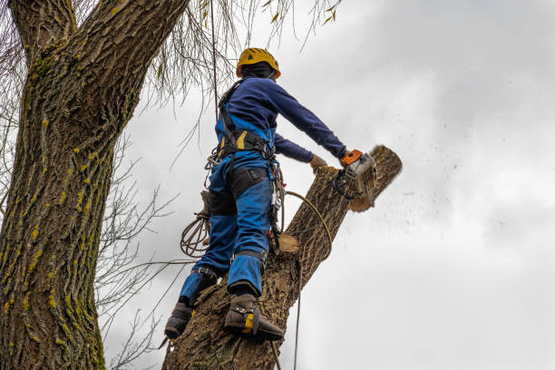 Best Tree Maintenance Programs  in North Webster, IN
