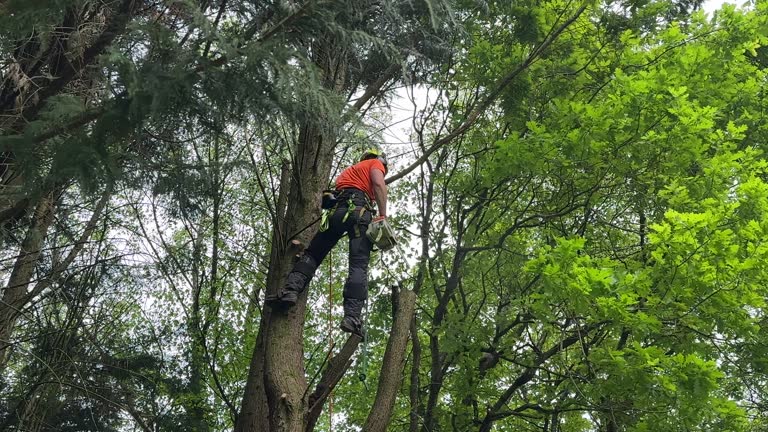 Best Hazardous Tree Removal  in North Webster, IN