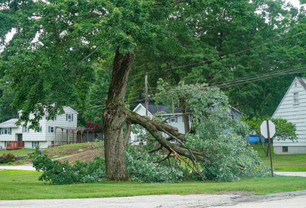 Best Tree Risk Assessment  in North Webster, IN