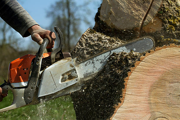 Best Stump Grinding and Removal  in North Webster, IN